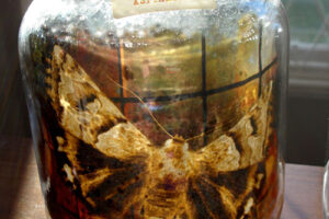 DEAD MEDIA DEAD MEDIA