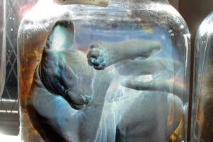 DEAD MEDIA DEAD MEDIA