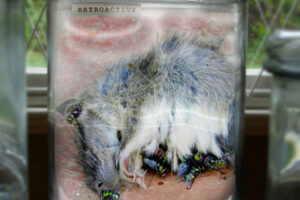 DEAD MEDIA DEAD MEDIA